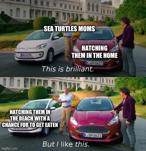 This Is Brilliant But I Like This | HATCHING THEM IN THE HOME HATCHING THEM IN THE BEACH WITH A CHANCE FOR TO GET EATEN SEA TURTLES MOMS | image tagged in this is brilliant but i like this | made w/ Imgflip meme maker