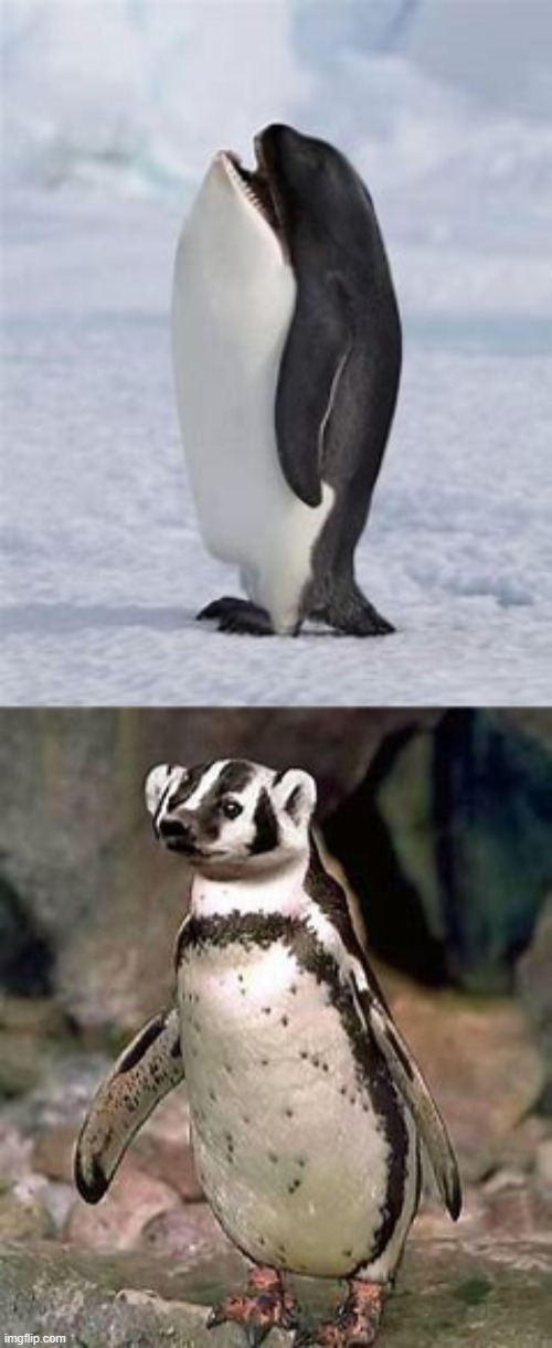 Cursed Penguins | image tagged in cursed image,funny,memes,penguins | made w/ Imgflip meme maker