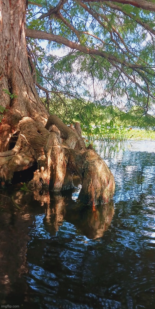 UNDER A TREE AT THE LAKE | image tagged in lake,tree,kayak | made w/ Imgflip meme maker