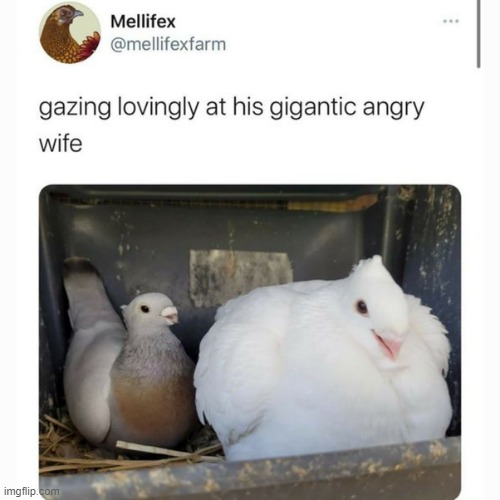 Someone will need this pidgin's resolve, just to cope with my sister, one day | image tagged in no tags | made w/ Imgflip meme maker