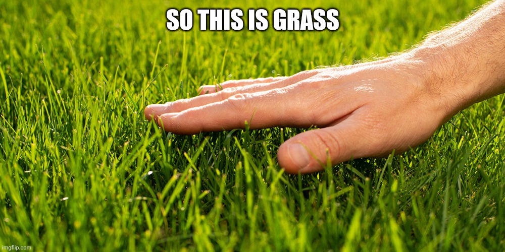 So this is grass | SO THIS IS GRASS | image tagged in touch grass | made w/ Imgflip meme maker