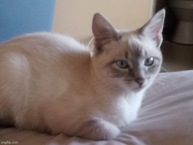 My goofy cat | made w/ Imgflip meme maker