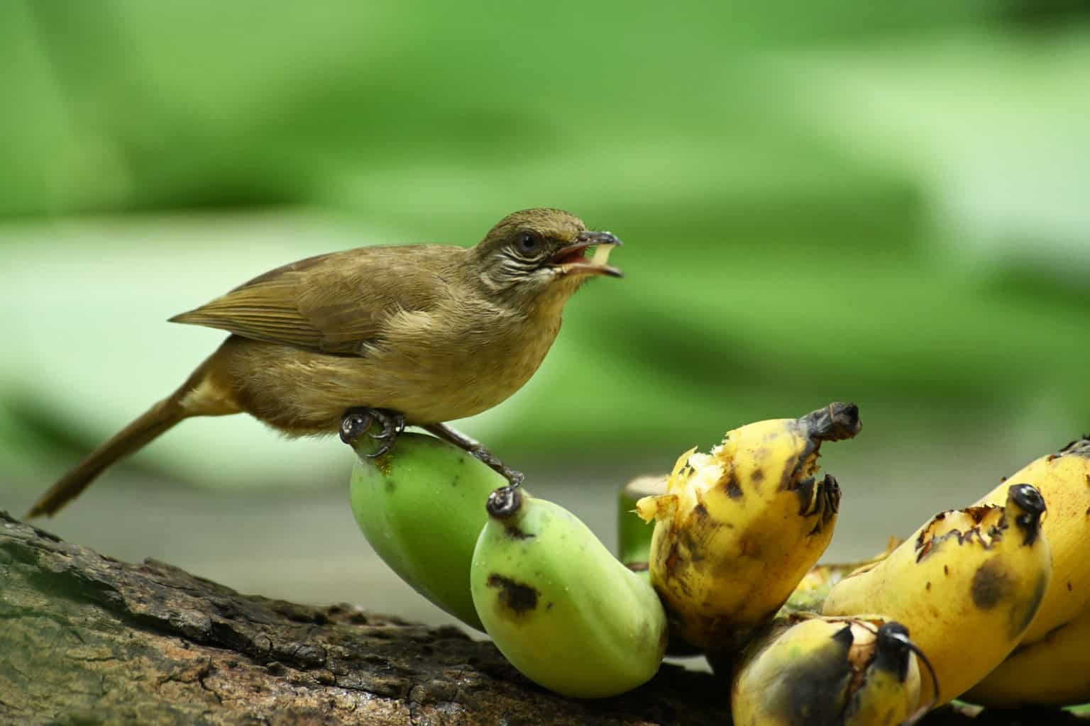 High Quality Wild Bird Eating Bananas Blank Meme Template