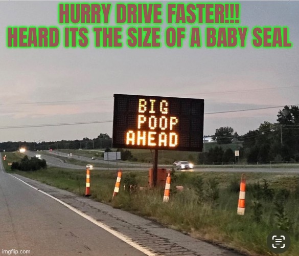 HURRY DRIVE FASTER!!!
HEARD ITS THE SIZE OF A BABY SEAL | image tagged in funny,memes,poop,legendary,animals,america | made w/ Imgflip meme maker