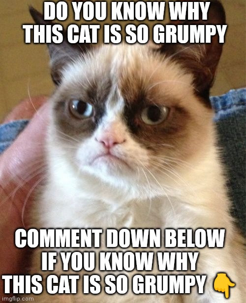Do you know why this cat is so grumpy | DO YOU KNOW WHY THIS CAT IS SO GRUMPY; COMMENT DOWN BELOW IF YOU KNOW WHY THIS CAT IS SO GRUMPY 👇 | image tagged in memes,grumpy cat,grumpy cat likes being grumpy,do you know why is he grumpy | made w/ Imgflip meme maker