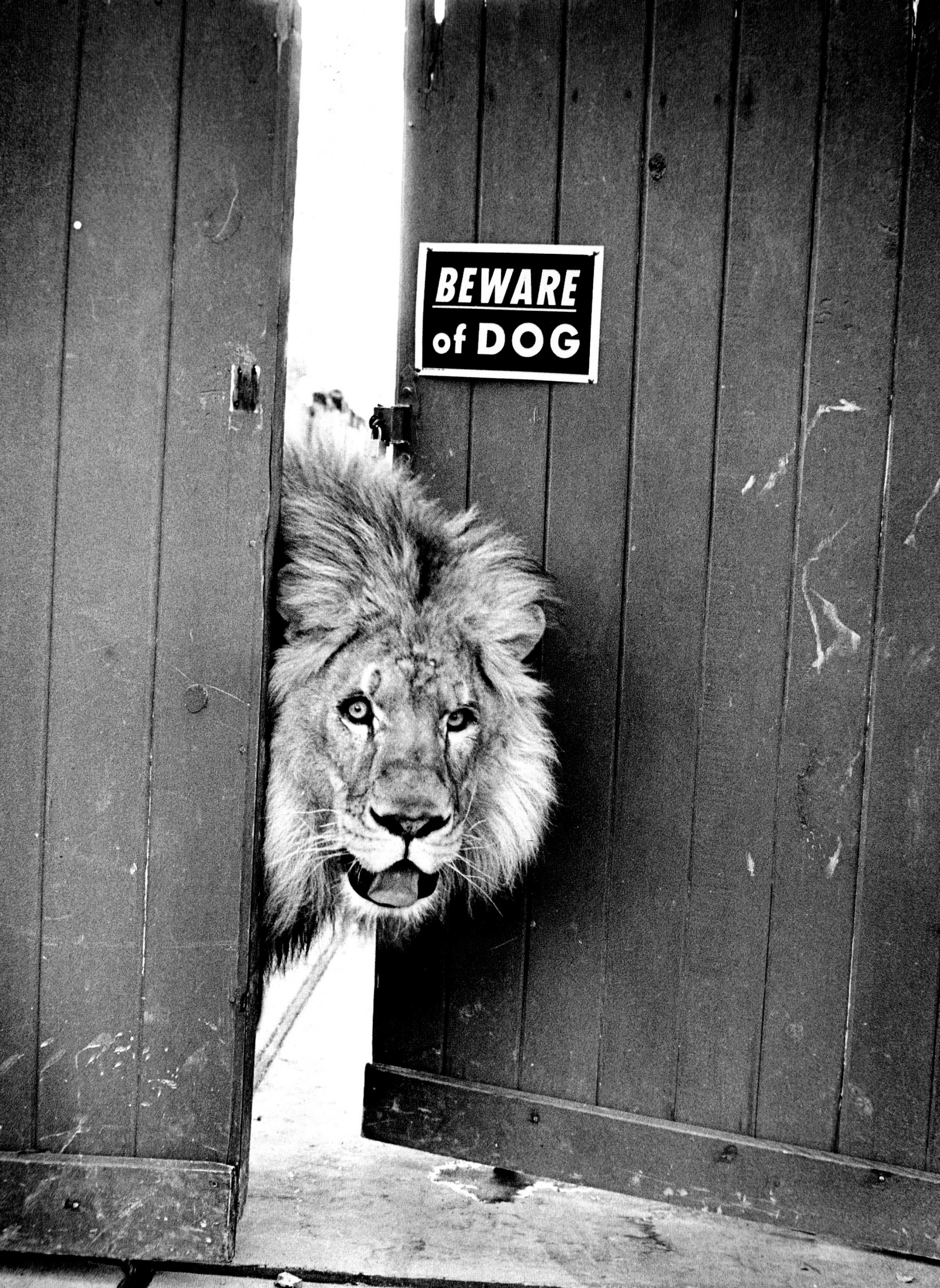 Lion - beware of dog sign Blank Meme Template