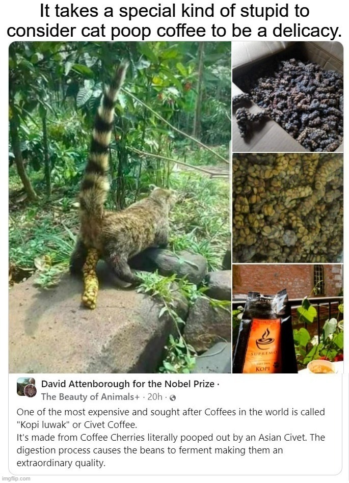 It takes a special kind of stupid to consider cat poop coffee to be a delicacy. | image tagged in catturd,cat poop,civet cat,coffee,virtual shitpost,shitpost | made w/ Imgflip meme maker