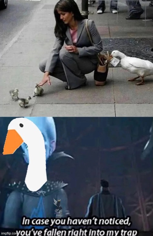 Duck robbery | image tagged in ducks | made w/ Imgflip meme maker