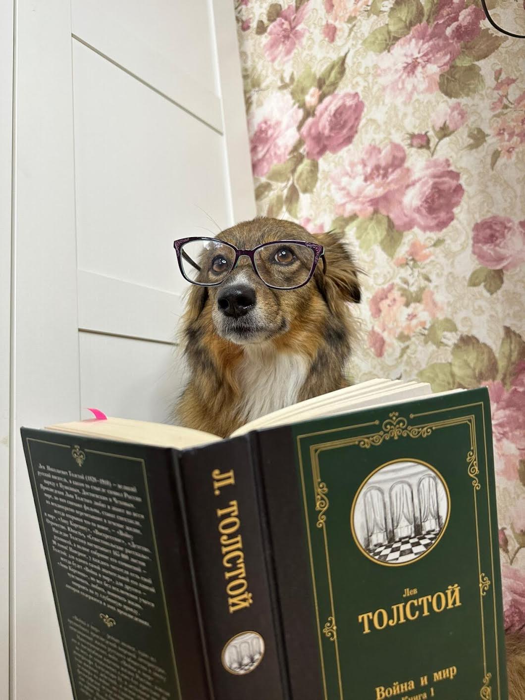 High Quality Dog Reading Book Blank Meme Template
