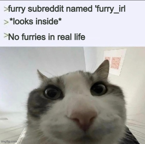 I'm not wrong | furry subreddit named 'furry_irl; *looks inside*; No furries in real life | image tagged in cat looks inside | made w/ Imgflip meme maker