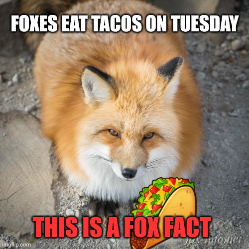 Fox facts | FOXES EAT TACOS ON TUESDAY; THIS IS A FOX FACT | image tagged in important,fox,facts | made w/ Imgflip meme maker