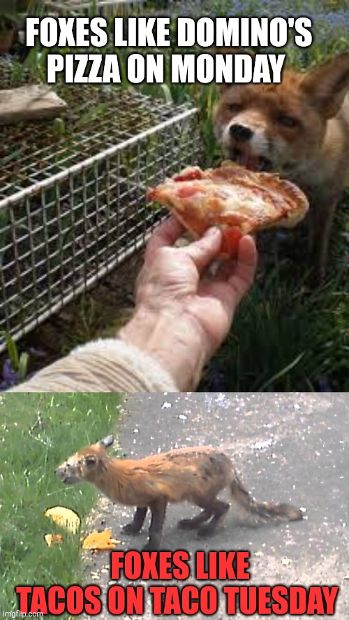 500 upvotes and I'll repost in the politics stream | FOXES LIKE DOMINO'S PIZZA ON MONDAY; FOXES LIKE TACOS ON TACO TUESDAY | image tagged in taco,taco tuesday,dominos,pizza | made w/ Imgflip meme maker