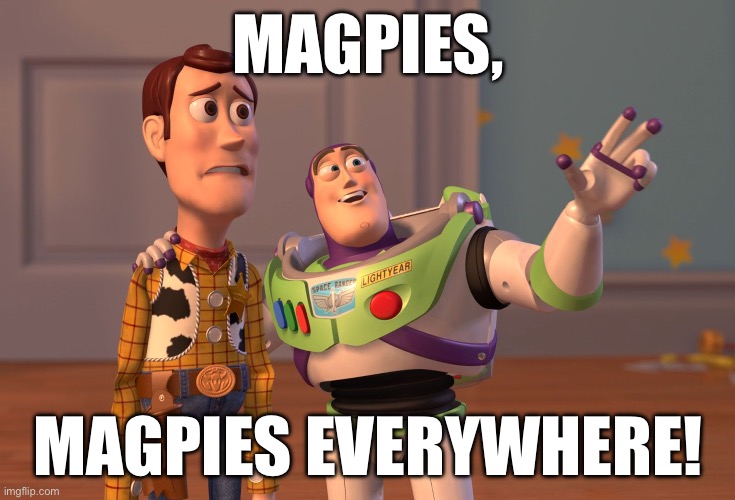 Borb | MAGPIES, MAGPIES EVERYWHERE! | image tagged in memes,x x everywhere,birds | made w/ Imgflip meme maker