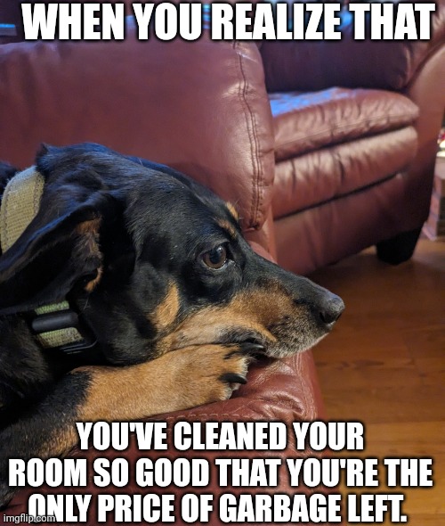 Hmm yes... Indeed | WHEN YOU REALIZE THAT; YOU'VE CLEANED YOUR ROOM SO GOOD THAT YOU'RE THE ONLY PRICE OF GARBAGE LEFT. | image tagged in trash,dog,the fance | made w/ Imgflip meme maker