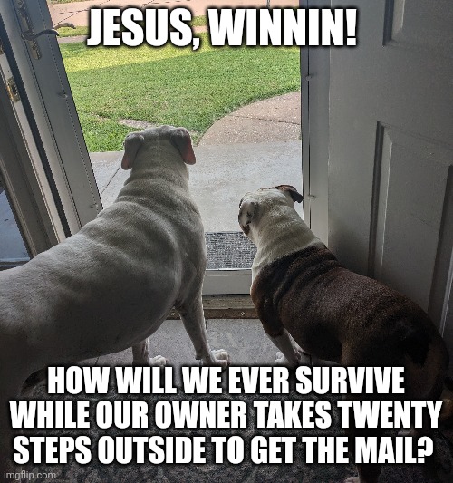 Winnin? | JESUS, WINNIN! HOW WILL WE EVER SURVIVE WHILE OUR OWNER TAKES TWENTY STEPS OUTSIDE TO GET THE MAIL? | image tagged in winnin,gogy,going,jesus,dogs,funny | made w/ Imgflip meme maker