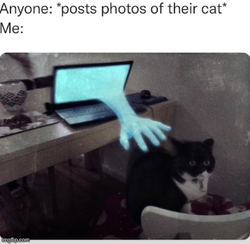 True | image tagged in memes,funny,cats | made w/ Imgflip meme maker