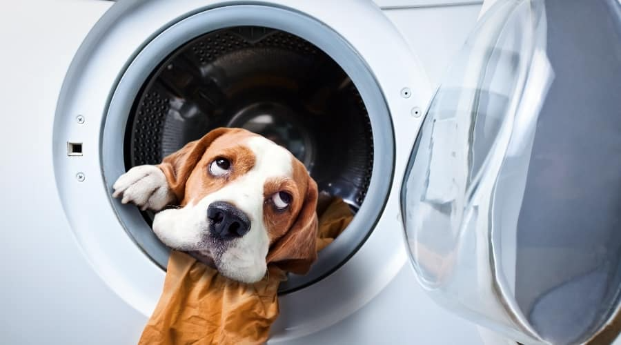Dog and dryer Blank Meme Template