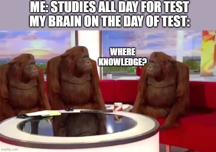 where monkey | ME: STUDIES ALL DAY FOR TEST
MY BRAIN ON THE DAY OF TEST:; WHERE KNOWLEDGE? | image tagged in where monkey | made w/ Imgflip meme maker