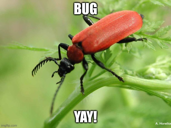 bug image before bed | BUG; YAY! | image tagged in insects,cool | made w/ Imgflip meme maker