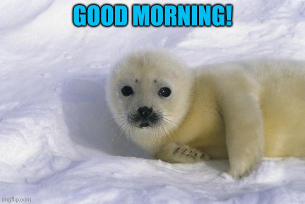 Baby seal | GOOD MORNING! | image tagged in baby seal | made w/ Imgflip meme maker