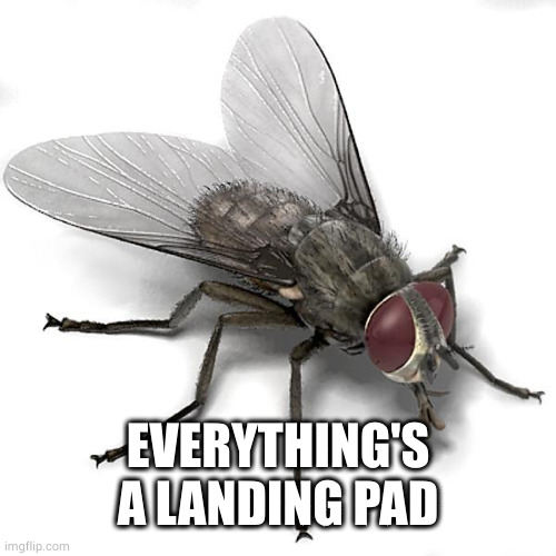 Scumbag House Fly | EVERYTHING'S A LANDING PAD | image tagged in scumbag house fly | made w/ Imgflip meme maker