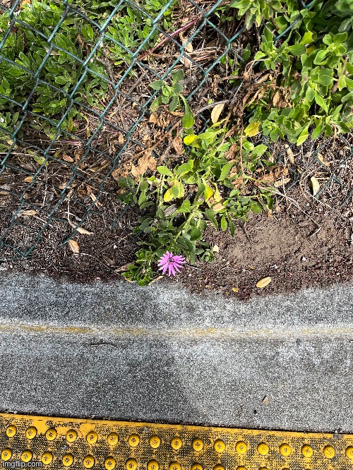 Pink flower at the sidewalk | image tagged in memes,flowers | made w/ Imgflip meme maker