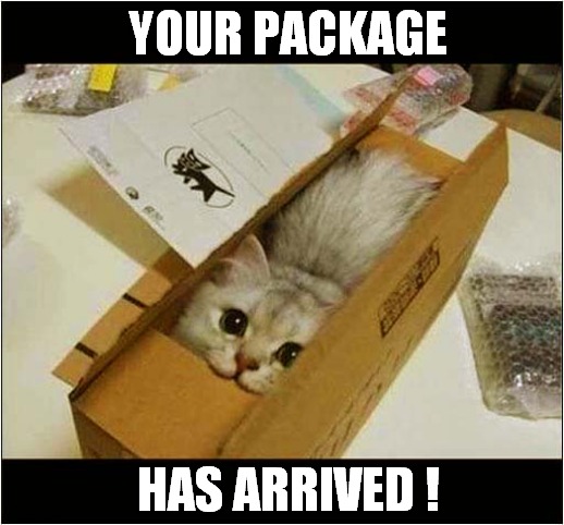 A Cat Owners Dream ! | YOUR PACKAGE; HAS ARRIVED ! | image tagged in cats,package,arrival,dream | made w/ Imgflip meme maker