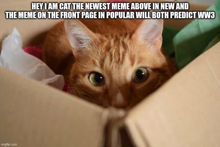 cat in box | HEY I AM CAT THE NEWEST MEME ABOVE IN NEW AND THE MEME ON THE FRONT PAGE IN POPULAR WILL BOTH PREDICT WW3 | image tagged in cat in box | made w/ Imgflip meme maker