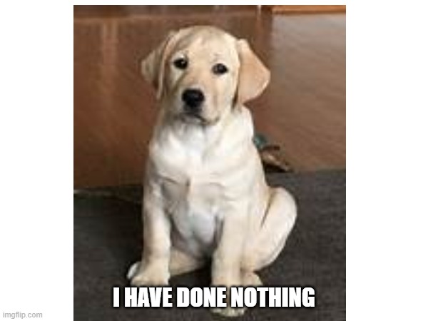 LAB PUP | I HAVE DONE NOTHING | image tagged in mischief | made w/ Imgflip meme maker