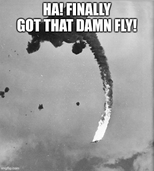 HA! FINALLY GOT THAT DAMN FLY! | image tagged in flies,bugs | made w/ Imgflip meme maker