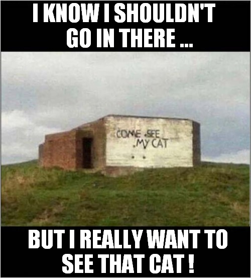It's A Trap ! | I KNOW I SHOULDN'T
   GO IN THERE ... BUT I REALLY WANT TO
SEE THAT CAT ! | image tagged in weird,temptation,dark humour | made w/ Imgflip meme maker