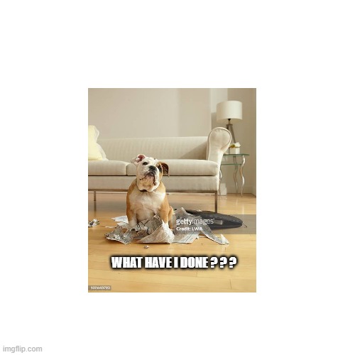 PUP | WHAT HAVE I DONE ? ? ? | image tagged in naughty | made w/ Imgflip meme maker
