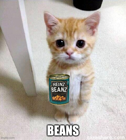 Make this Reach Front Page :D | BEANS | image tagged in memes,cute cat,beans,random | made w/ Imgflip meme maker