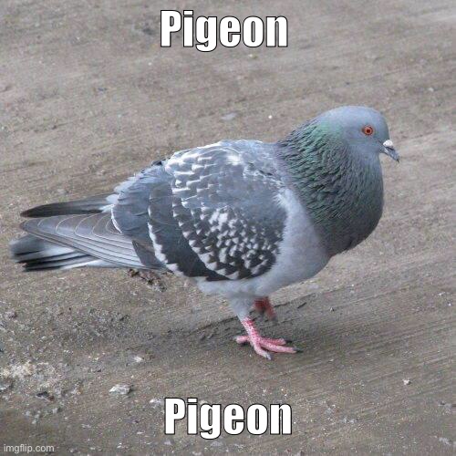 Hamburg Pigeon | Pigeon Pigeon | image tagged in hamburg pigeon | made w/ Imgflip meme maker
