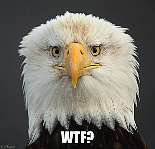 WTF Eagle | WTF? | image tagged in bald eagle | made w/ Imgflip meme maker