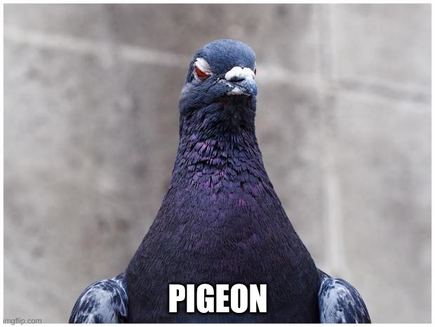 PIGEON | image tagged in hatred pigeon | made w/ Imgflip meme maker