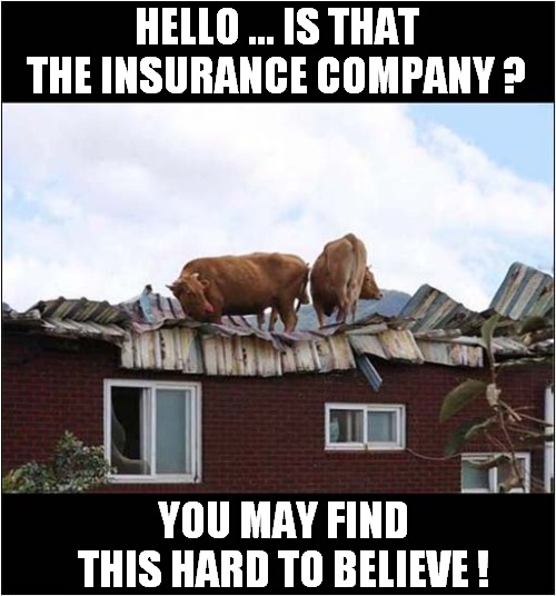 Roof Ruined By Cows ! | HELLO ... IS THAT THE INSURANCE COMPANY ? YOU MAY FIND THIS HARD TO BELIEVE ! | image tagged in fun,insurance,disbelief,roof,ruined,cows | made w/ Imgflip meme maker