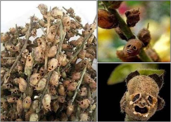 Snap Dragon Seed Pods ! | image tagged in seeds,pods | made w/ Imgflip meme maker