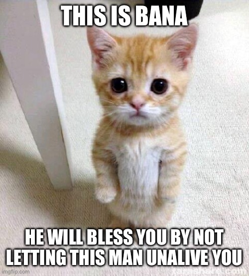 Cute Cat Meme | THIS IS BANA HE WILL BLESS YOU BY NOT LETTING THIS MAN UNALIVE YOU | image tagged in memes,cute cat | made w/ Imgflip meme maker