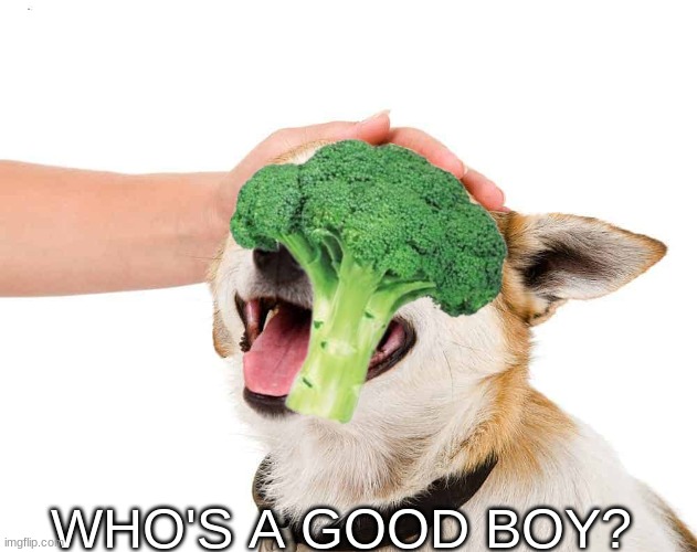 Petting a Dog | WHO'S A GOOD BOY? | image tagged in petting a dog | made w/ Imgflip meme maker