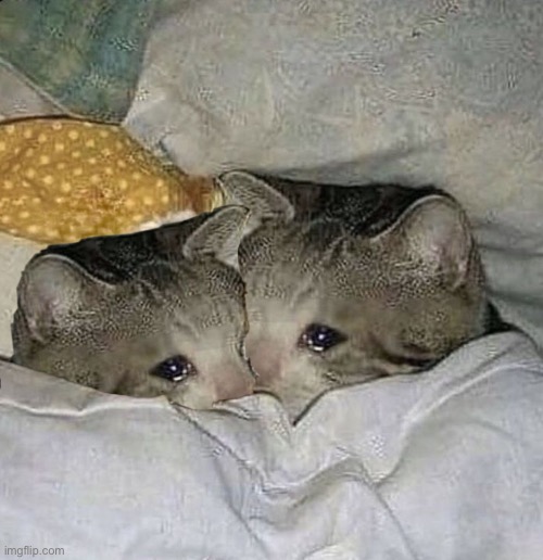 Two sad cats cuddling | image tagged in adorable,cute,sad cat,crying cat,photoshop,wholesome | made w/ Imgflip meme maker