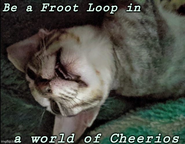 Be a fruit loop in a world of cheerios. | Be a Froot Loop in; a world of Cheerios | image tagged in leo being a super dork | made w/ Imgflip meme maker