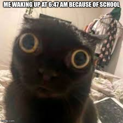 ME WAKING UP AT 6:47 AM BECAUSE OF SCHOOL | image tagged in cat | made w/ Imgflip meme maker