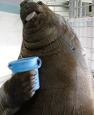 bucket Blank Meme Template