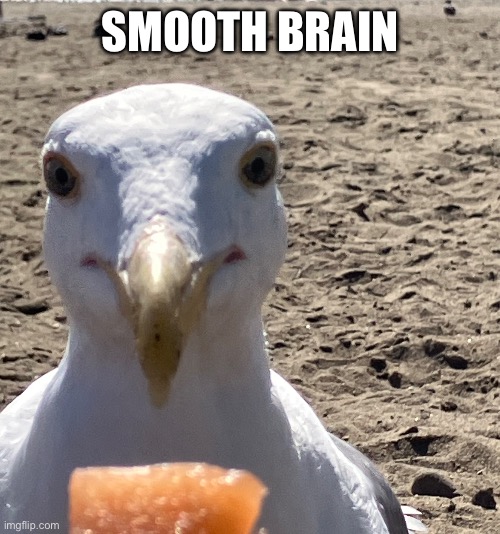 Seagull melon | SMOOTH BRAIN | image tagged in seagull,beach bird | made w/ Imgflip meme maker