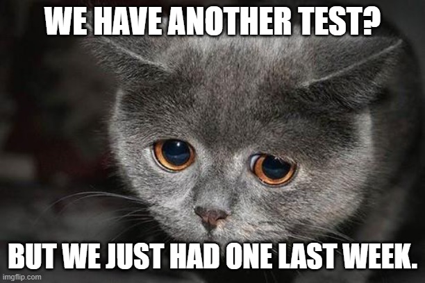 Sad cat | WE HAVE ANOTHER TEST? BUT WE JUST HAD ONE LAST WEEK. | image tagged in sad cat | made w/ Imgflip meme maker