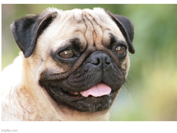 derpy boi | image tagged in pug | made w/ Imgflip meme maker