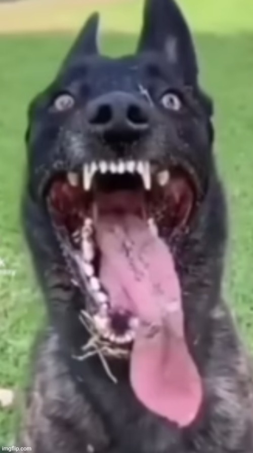 Most normal/sane dog in Florida | made w/ Imgflip meme maker
