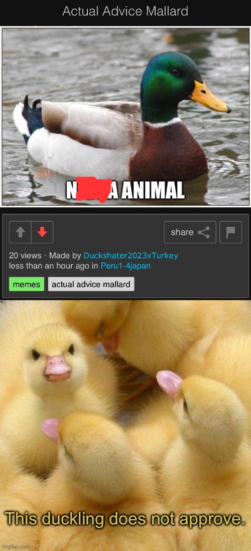 This is not Quack Quack! | This duckling does not approve. | image tagged in ducks | made w/ Imgflip meme maker