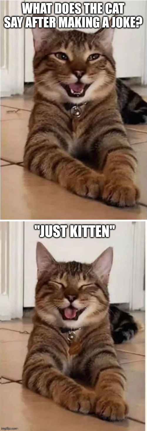WHAT DOES THE CAT SAY AFTER MAKING A JOKE? "JUST KITTEN" | made w/ Imgflip meme maker